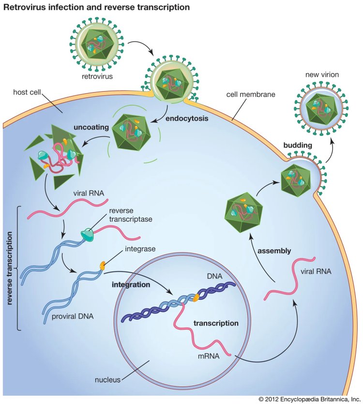 Global Reverse Transcriptase Market Size, In-Depth Assessment, CAGR, Demand, and Opportunity Analysis 2030 with Top Countries Data