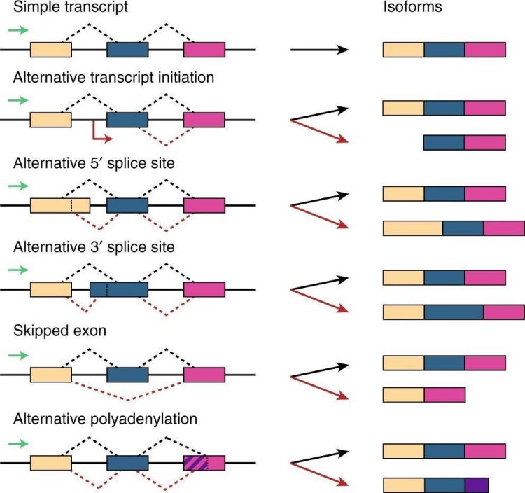 Unveiling Gene Isoforms by RNA Sequencing