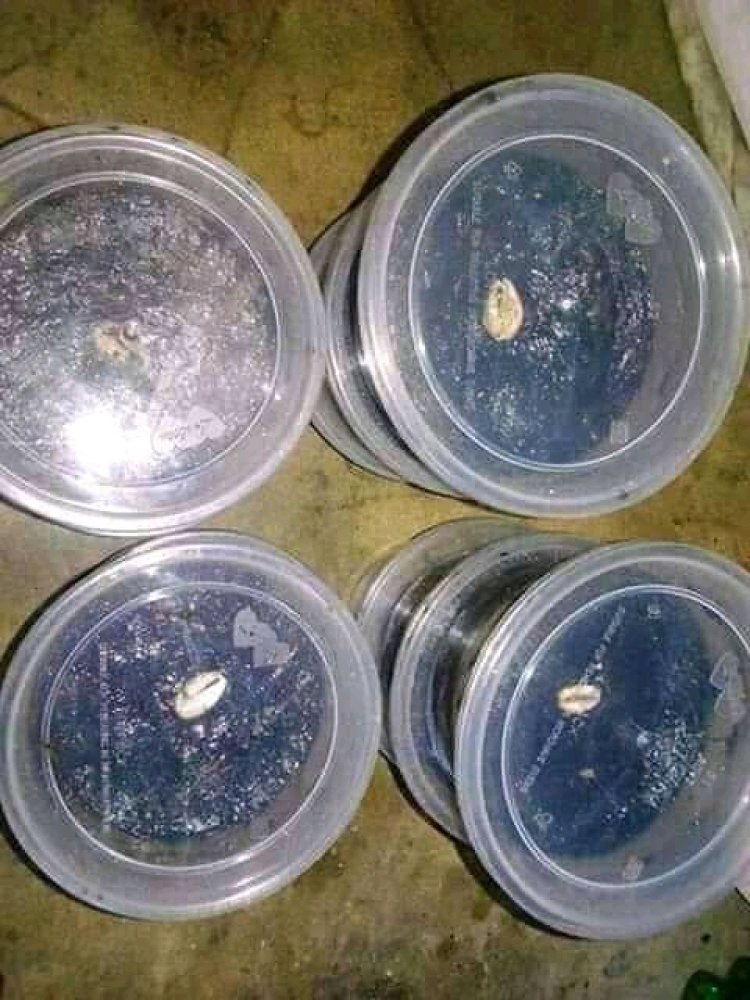 The Best Powerful Spiritual Herbalist And Native Doctor In Nigeria +2348156950703