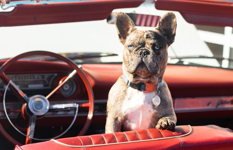 The Best Pet Transportation Services: A Comprehensive Review