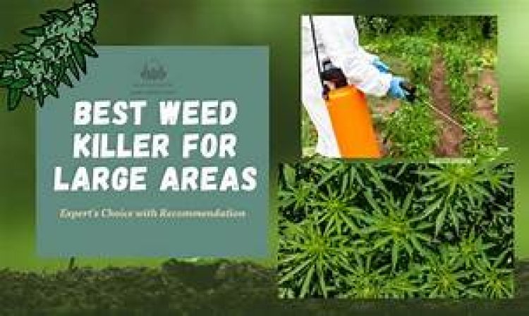 Best General Weed Killer: An Effective Solution to Reclaim Your Garden