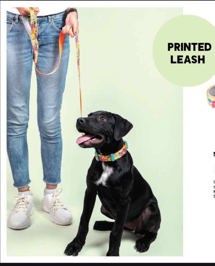 Buy Pet Dog Printed Belt Online