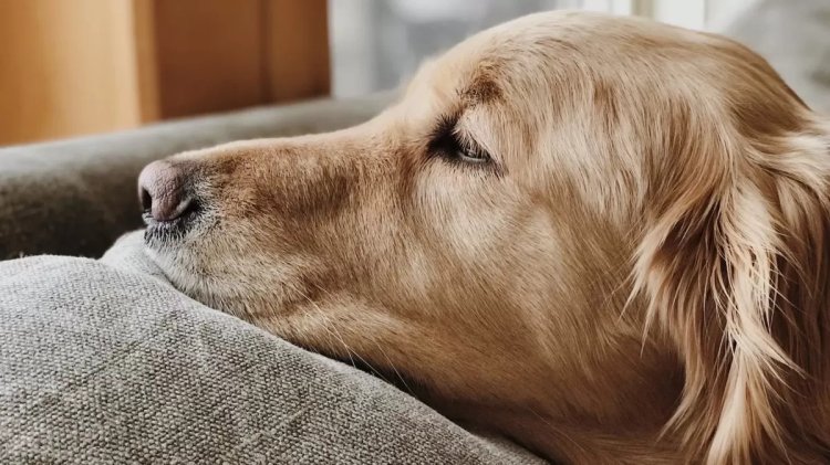 Can Dogs Get Mono From People? Mono Symptoms In Dogs