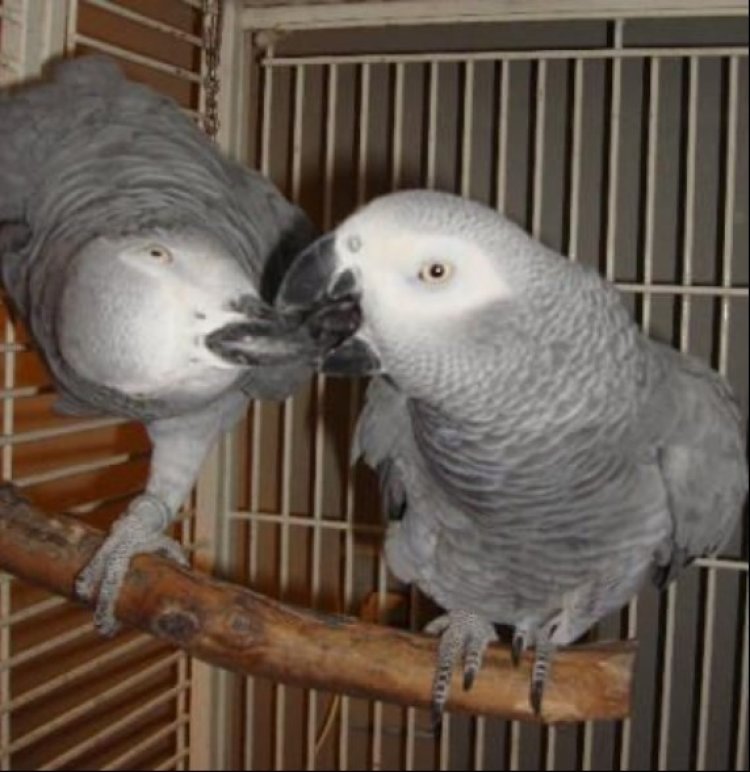 African Grey Parrots: Healthy, Hand-Trained, Affordable Pets