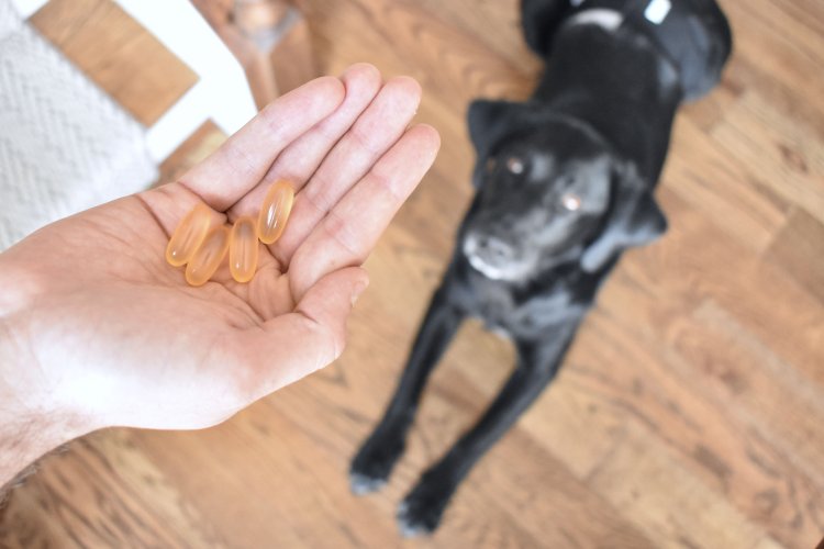 Fish Oil For Dogs: A Comprehensive Guide For All Your Whats, Whys, and Hows