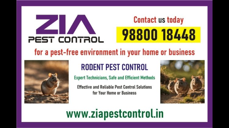 Effective Rodent pest Control | Best deals  | Bangalore | 4008 | Kammanahalli