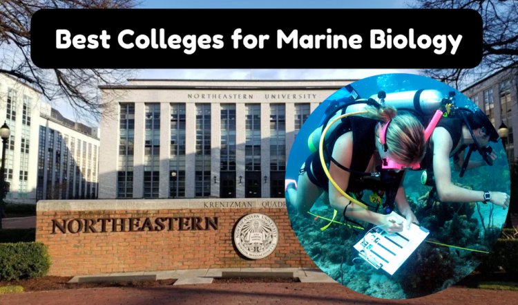 What Are Some Best Colleges for Marine Biology?