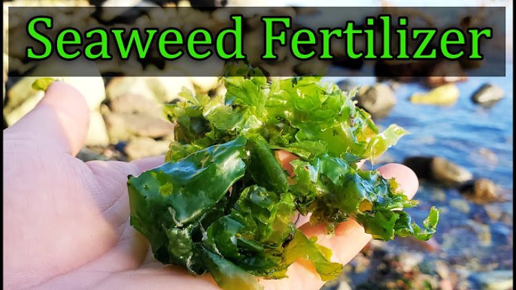 The Complete Beginner's Guide to Using Seaweed Fertilizer at Home