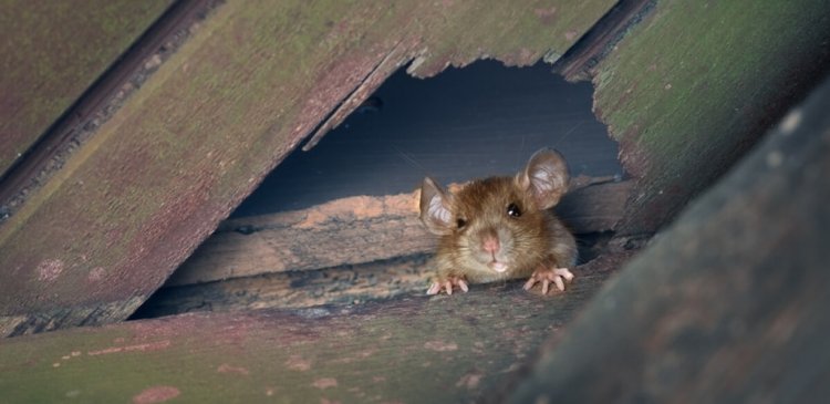 Rat Exterminator North Vancouver: Effective Solutions for Rat Control in Your Area