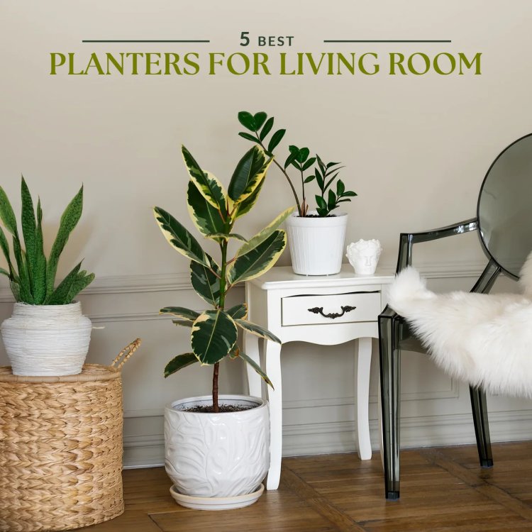 Best Planters for Your Living Room: Elevate Your Home Decor with Fresh Greenery