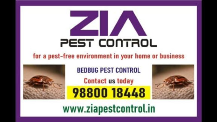 Bed Bug Pest cleaning | Commercial | effective Bed Bug treatment| 4094