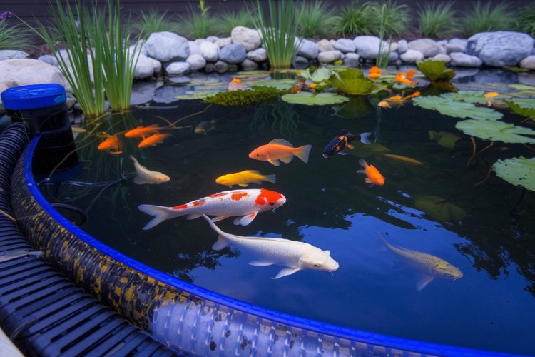 The Ultimate Guide to Choosing the Perfect Pond Pump