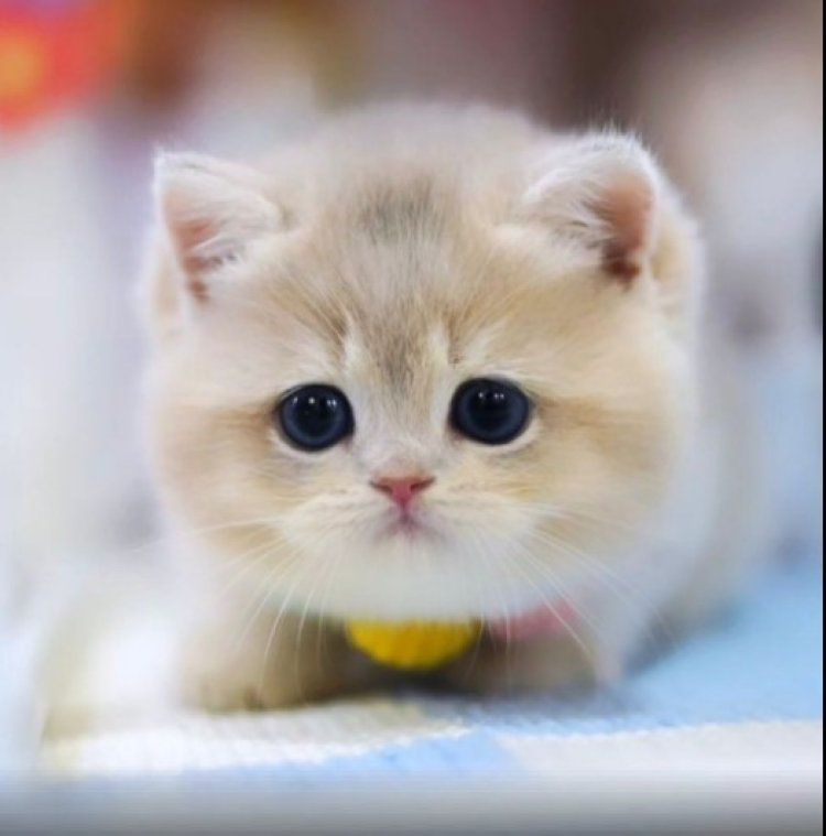 Munchkin Cat for Sale