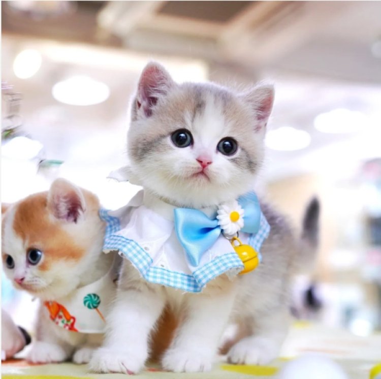 Munchkin Cat For Sale