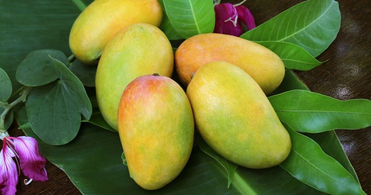 Buy Export Quality Chaunsa Mango – Fresh, sweet mangoes perfect for diabetic-friendly desserts.