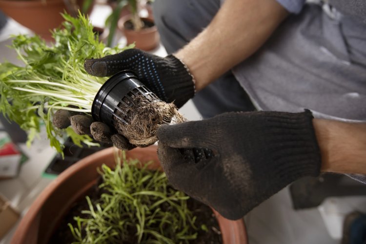 IMPORTANCE OF ROOT FERTILIZERS IN GARDENING