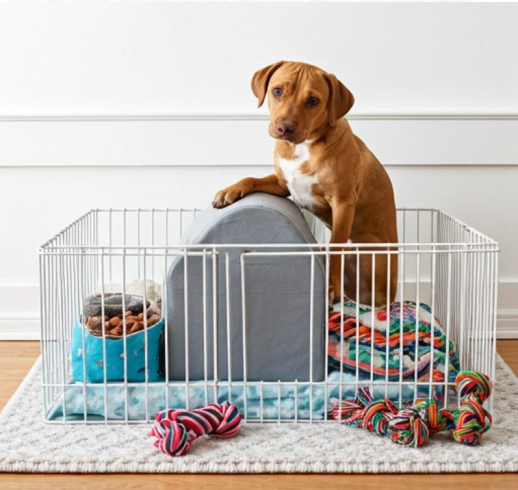 dog room ideas