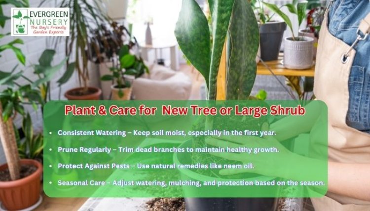 Planting Your Tree or Shrub the Right Way