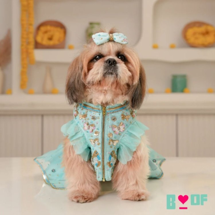 Wedding Special Dog Kurta and Dog Lehenga Collection