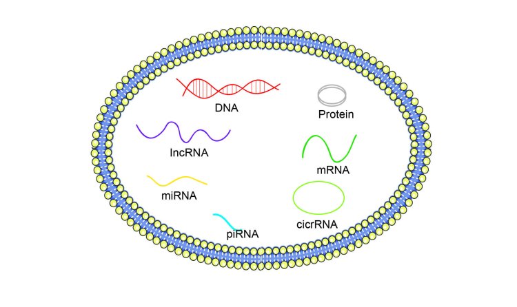 Comprehensive Solutions for Exosome DNA & RNA Isolation