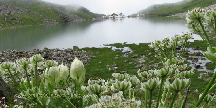 All Details Of Valley Of Flowers