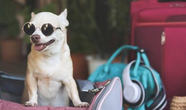Choosing the Perfect Purse for Puppy Comfort and Style
