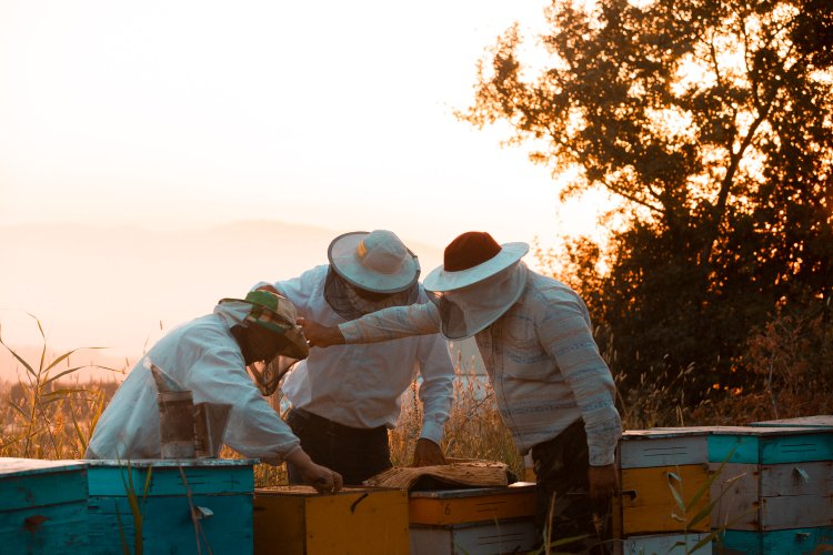 Modern Beekeeping Methods: The Exclusive Role of IoT in Saving Beekeeping