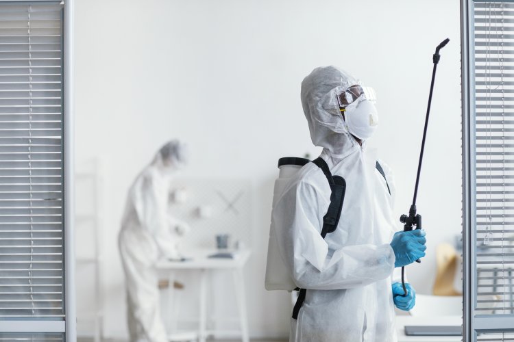 Say Goodbye to Carpet Beetles, Silverfish, and House Moths with Professional Pest Control