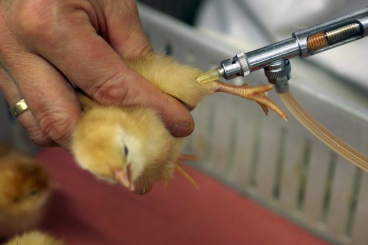 Avian Influenza Vaccines Market Size, Growth, Forecast by 2025-2033