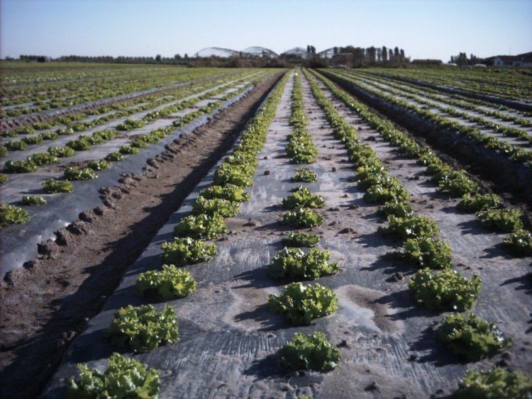 Biodegradable Mulch Film Market Growth, Size by 2025-2033