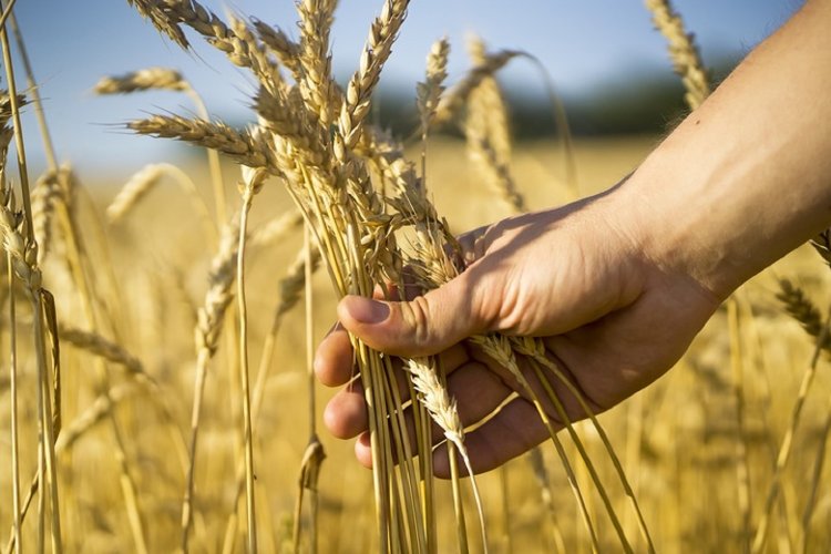Grain Farming Market Future, Size, Research 2024-2032