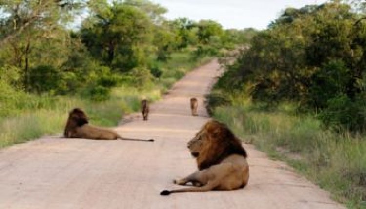 The Ultimate Journey Through Africa’s Migrating Wilderness