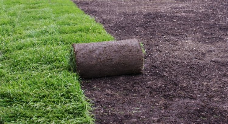 Keep Your Yard Picture-Perfect with Harry’s Lawn Care in Maple Ridge, BC