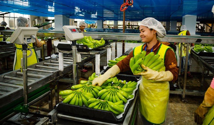 Banana Processing Plant 2025: Setup Cost, Machinery and Raw Materials Requirement