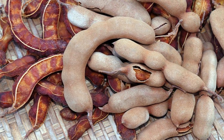 Tamarind Processing Plant - Detailed Project Report and Comprehensive Business Plan