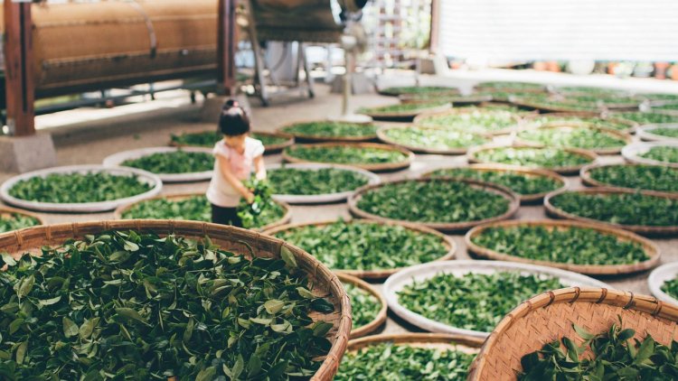 In-depth Analysis Tea Processing Plant Project Report 2025: Requirements and Setup Cost