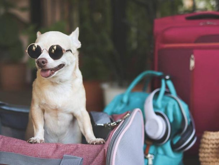 Choosing the Perfect Purse for Puppy Comfort and Style