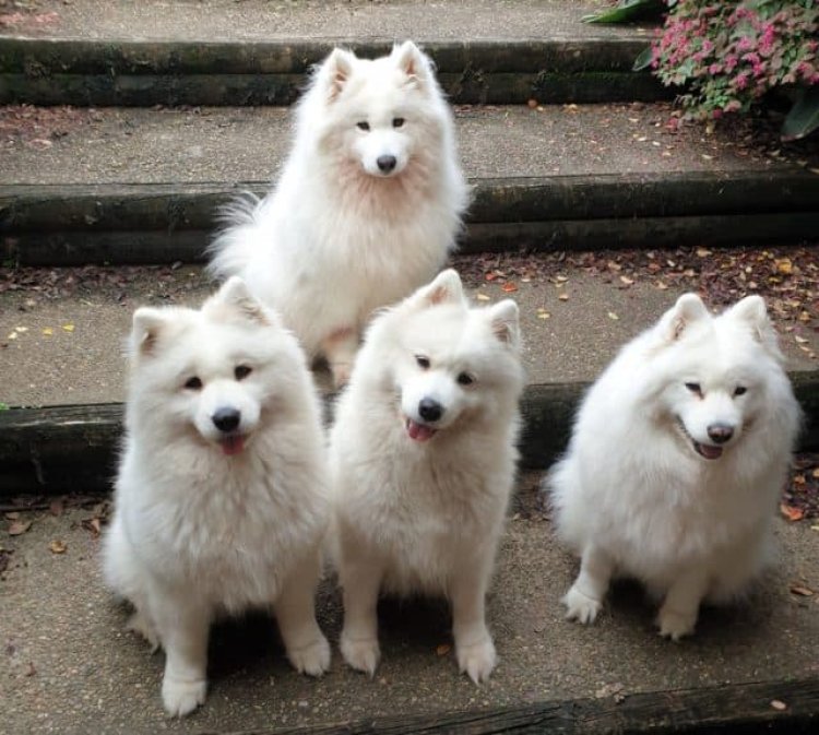 How to Socialize Your Samoyed Dog with Other Pets?