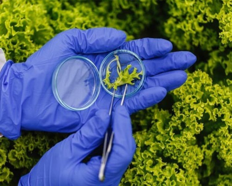 B.Sc. (Hons.) Microbiology Colleges in Lucknow