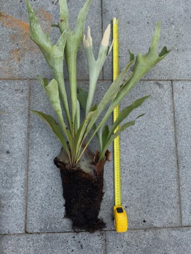 Bring Your Garden to Life with Bulbs and Tubers from PlantArk