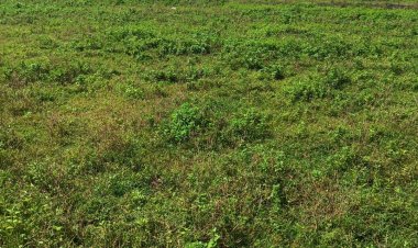 DTCP AND RARA APPROVED PLOTS FOR SALE AT VEPPAMBAATTU