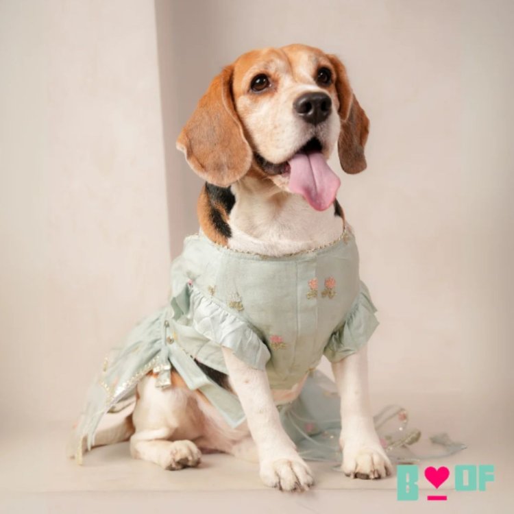 Rakhi Outfits for Pets: Traditional Dog Kurtas & Dog Lehengas