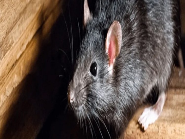 Say Goodbye to Rats This Winter: Your Guide to a Rodent-Free Home