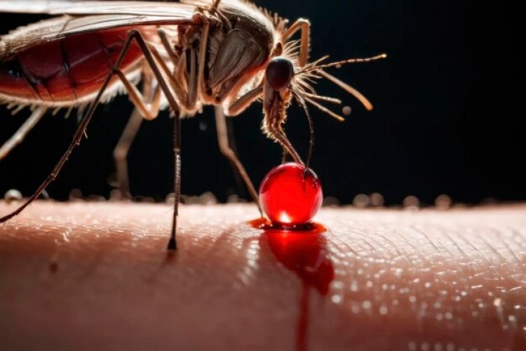 Plasmodium Vivax Malaria: Drug Development Milestones, Regulatory Pathways, and Global Health Impact | DelveInsight