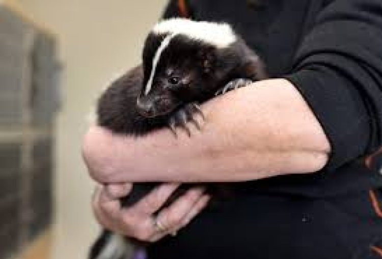 Skunk Removal 101: What to Do If You or Your Pet Gets Hit