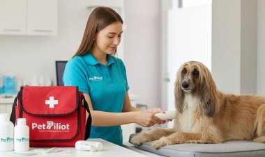 Pet First Aid Basics: Quick Actions That Save Pet Lives