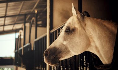 The Beauty and Elegance of Arabian Horses