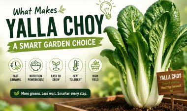 What Makes Yalla Choy a Smart Garden Choice