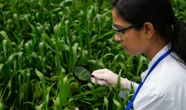 Why Technical Expertise Matters When Choosing Azoxystrobin Manufacturers