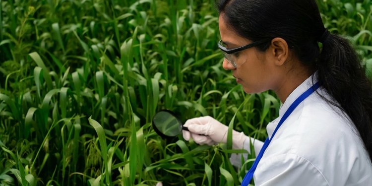 Why Technical Expertise Matters When Choosing Azoxystrobin Manufacturers